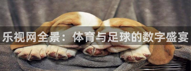 鲸鱼体育网址：乐视网全景：体育与足球的数字盛宴